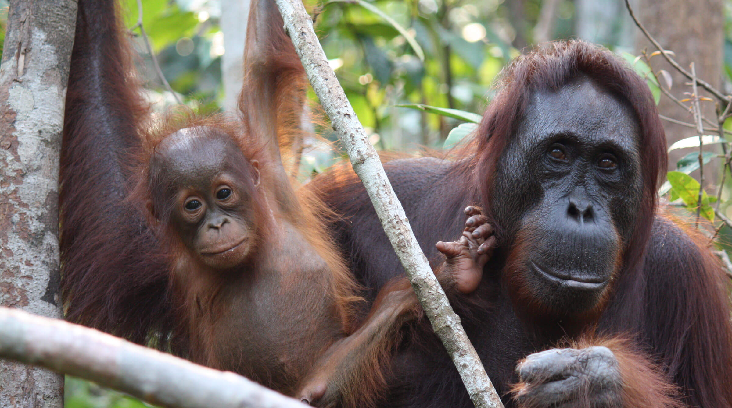 Orangutans in Borneo